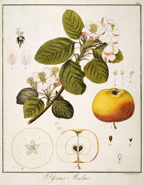 Apfel/Radierung Guimpel von Friedrich Guimpel
