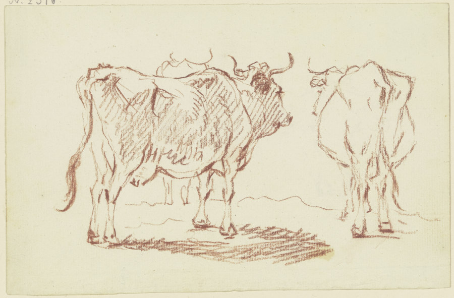 Stehende Kühe von hinten gesehen von Friedrich Wilhelm Hirt