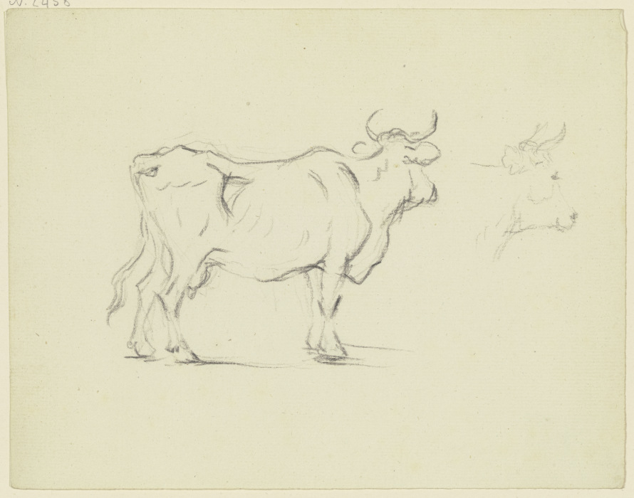 Stehende Kuh im verlorenen Profil nach rechts, daneben ein weiteres Rind von Friedrich Wilhelm Hirt