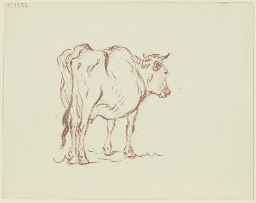 Stehende Kuh nach rechts, in Verkürzung rückansichtig von Friedrich Wilhelm Hirt