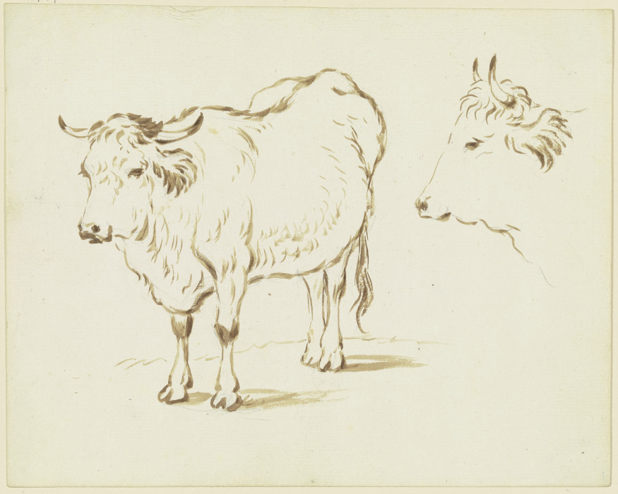 Stehendes Rind in Verkürzung nach links, rechts Rinderkopf im Profil nach links von Friedrich Wilhelm Hirt