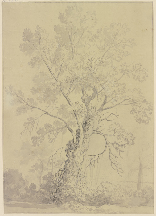Weidenbaum von Friedrich Wilhelm Hirt
