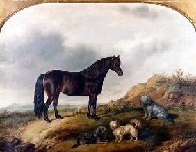 A Pony and three Terriers in a landscape 1853