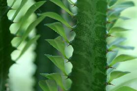 Sempervivum