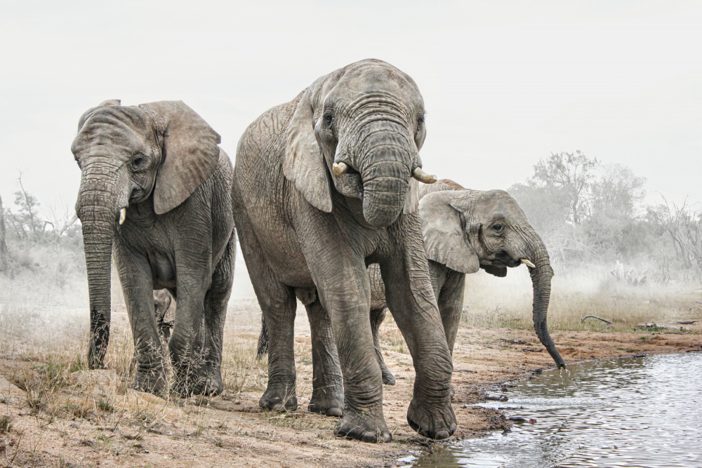 Vier Elefanten von Gaby Grohovaz