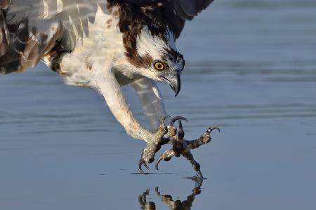 Fischadler auf der Jagd