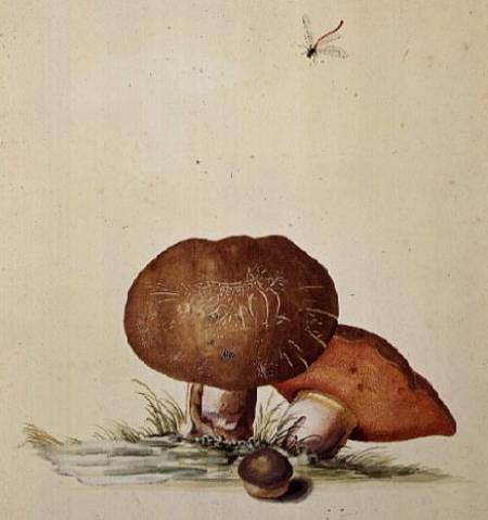 Cep Mushroom with Damsel Dragonfly von Georg Dionysius Ehret