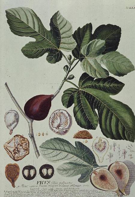 Ficus (Fig) von Georg Dionysius Ehret