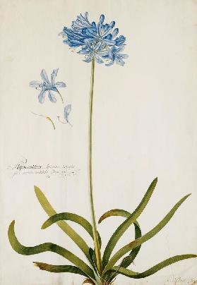 Schmucklilie. Bezeichnet Hyacinthus Africanus, tuberosus.