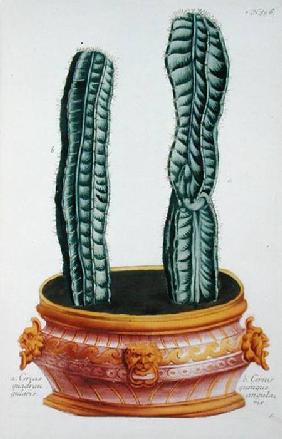 Cereus quadrangularis and Cereus quinque angularis, from 'Phytanthoza Iconographia', by Johann Wilhe published