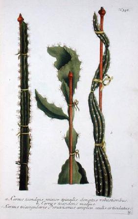Cereus scandens minor, Cereus scandens medeus and triangularis Peruvianus, from 'Phytanthoza Iconogr published