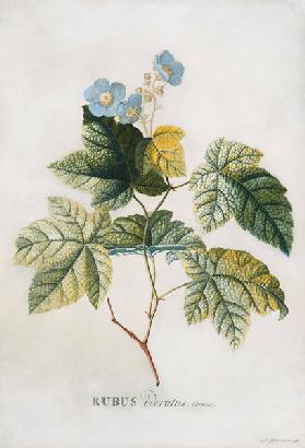 Rubus 1744