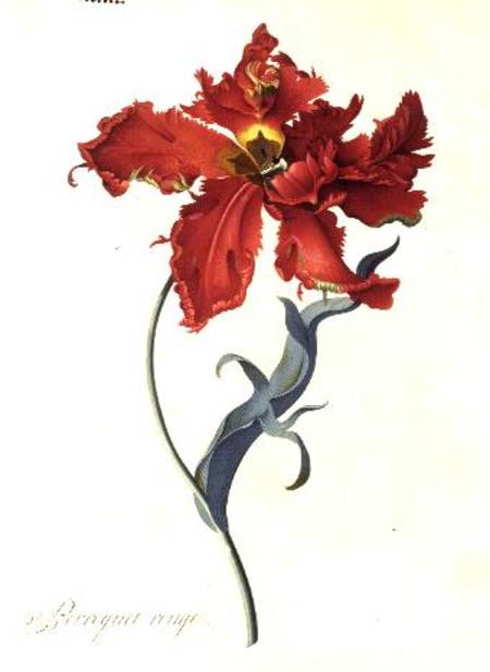 Tulip: Perroquet Rouge von Georg Dionysius Ehret