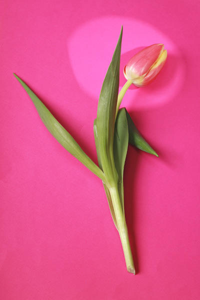 Tulpen von Georg R Brenner