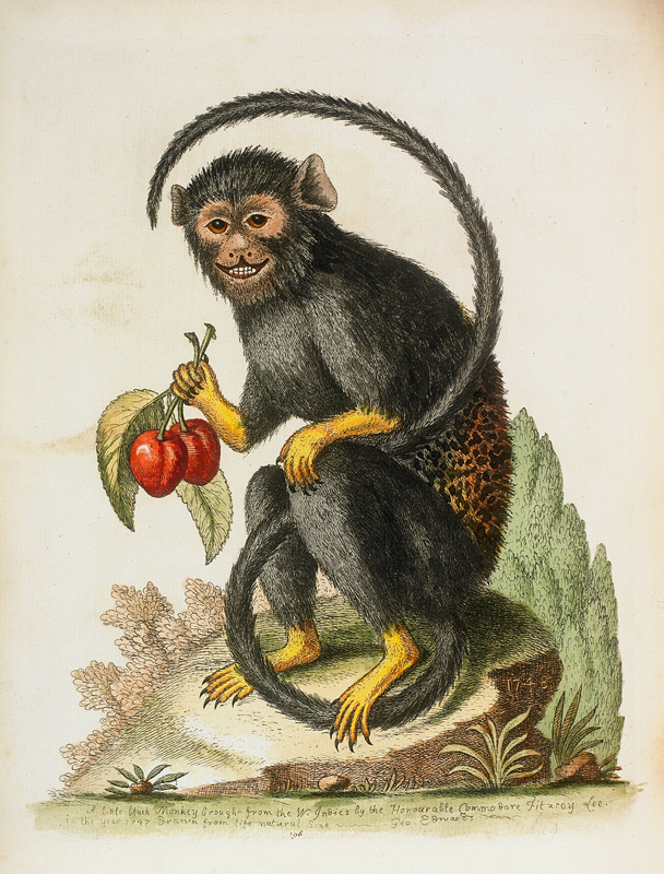A Little Black Monkey Brought From The West Indies By Commodore Fitzroy Lee von George Edwards