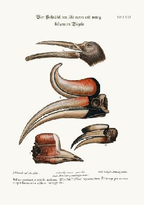 Four curious Beaks of Birds but little known 1749-73