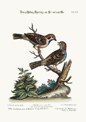 Mountain Sparrows, Cock and Hen 1749-73