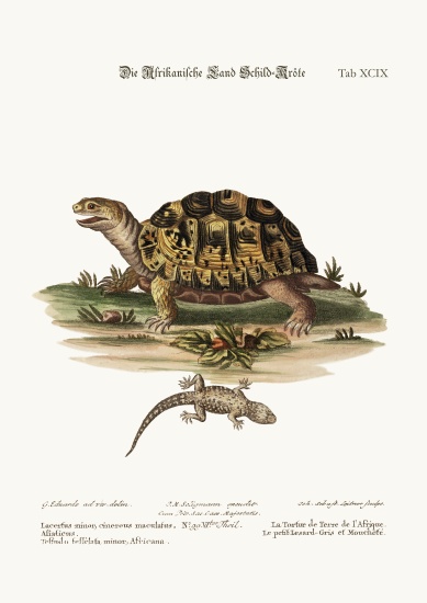 The African Land-Tortoise. The small spotted Grey Lizard von George Edwards