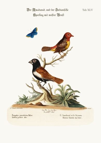 The Amadavad, and the White-breasted Indian Sparrow von George Edwards
