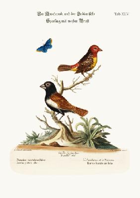 The Amadavad, and the White-breasted Indian Sparrow 1749-73