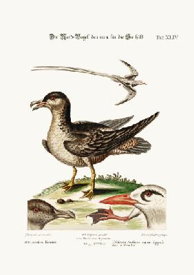 The Arctick Bird, supposed to be the Hen. The Tropick Bird 1749-73