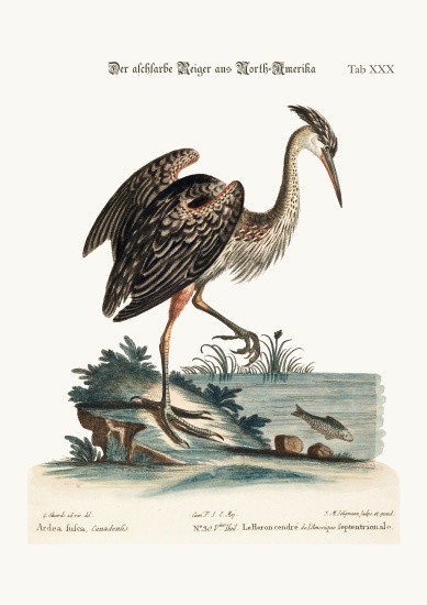 The Ash-coloured Heron from North-America von George Edwards