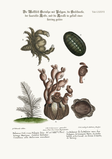 The Balanus of the Whale with Polypes, the Limax Marina, the Hairy Crab, and the Herringbone Coralli von George Edwards