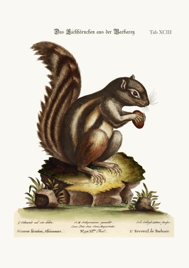 The Barbarian Squirrel von George Edwards
