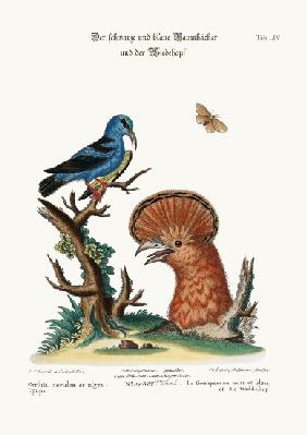 The Black and Blue Creeper, and the Hoopoe Hen 1749-73