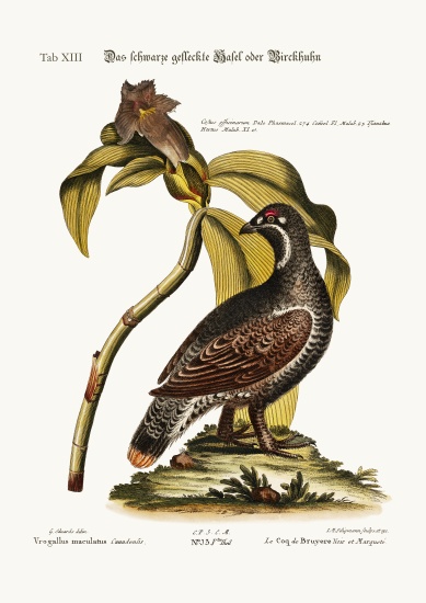 The Black and Spotted Heathcock von George Edwards
