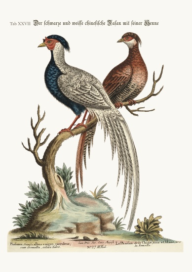 The black and white Chinese Cock Pheasant with its Hen von George Edwards