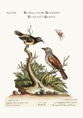 The Black and Yellow Creeper. The American Hedge-Sparrow 1749-73