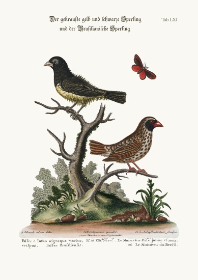 The Black and Yellow Frizled Sparrow, and the Brasilian Sparrow von George Edwards