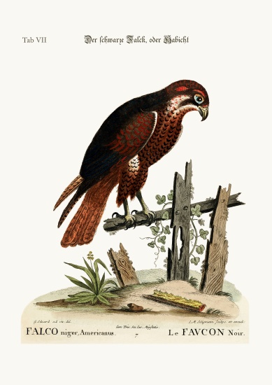 The black Hawk or Falcon von George Edwards