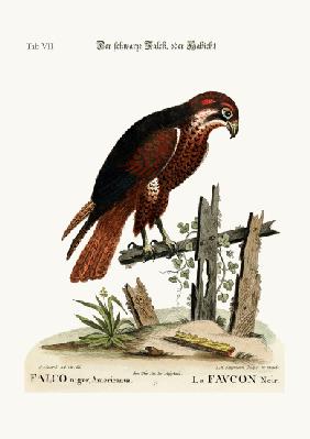 The black Hawk or Falcon 1749-73