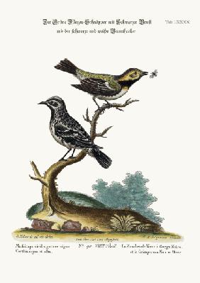 The Black-throated Green Flycatcher, and the Black and White Creeper 1749-73