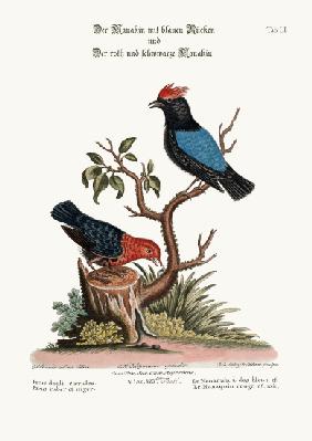 The Blue-backed Manakin, and the Red and Black Manakin 1749-73