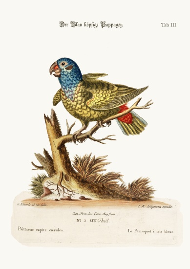 The Blue-headed Parrot von George Edwards