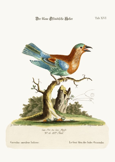 The Blue Jay from the East-Indies von George Edwards