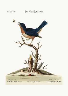 The blue Red-Breast 1749-73
