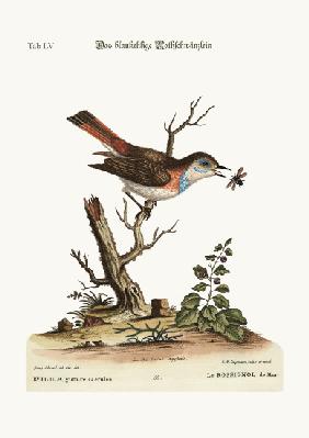 The blue-throat Redstart 1749-73