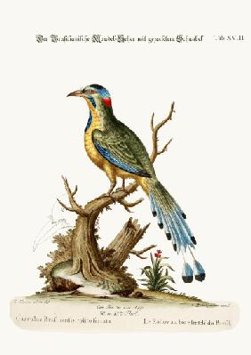 The Brasilian Saw-billed Roller 1749-73