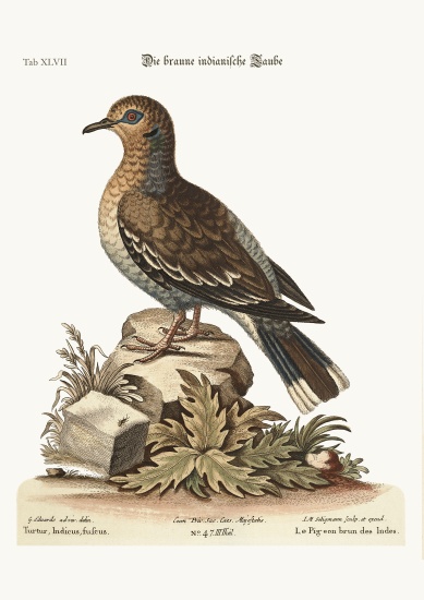 The brown Indian Dove von George Edwards