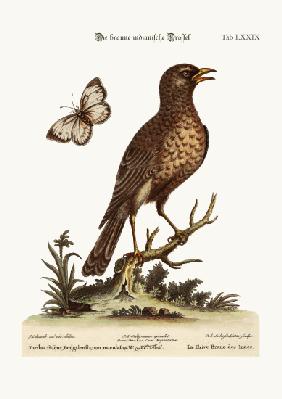The Brown Indian Thrush 1749-73