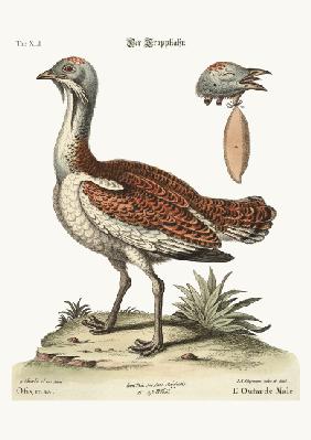The Bustard Cock 1749-73