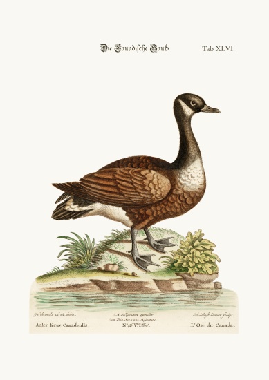 The Canada Goose von George Edwards