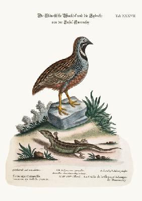 The Chinese Quail and the Guernsey Lizard 1749-73