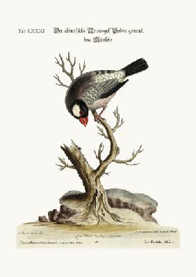 The Cock Padda or Rice-Bird 1749-73