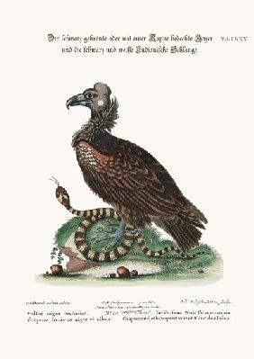 The Crested or Coped Black Vulture, and the Black and White Indian Snake 1749-73