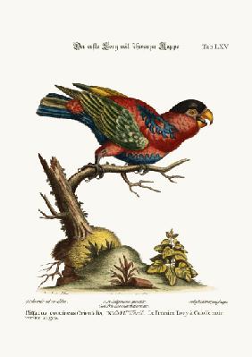 The first Black-capped Lory 1749-73